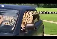 Jeździ Rolls-Roycem po okolicy w towarzystwie tygrysów. Phantom to ich ulubione auto